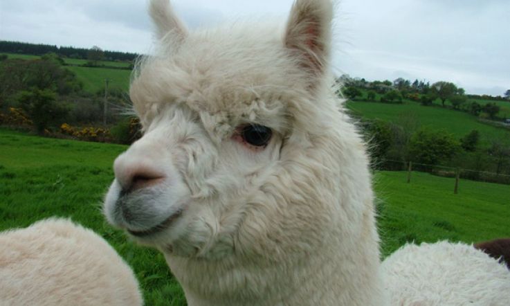 WARNING: don't read this if you can't handle extreme cuteness: Kitty shows off her SEVEN Alpacas!