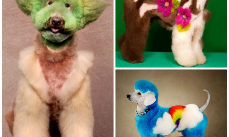 Are you fur real? Creative dog grooming takes dog manicures to the next level