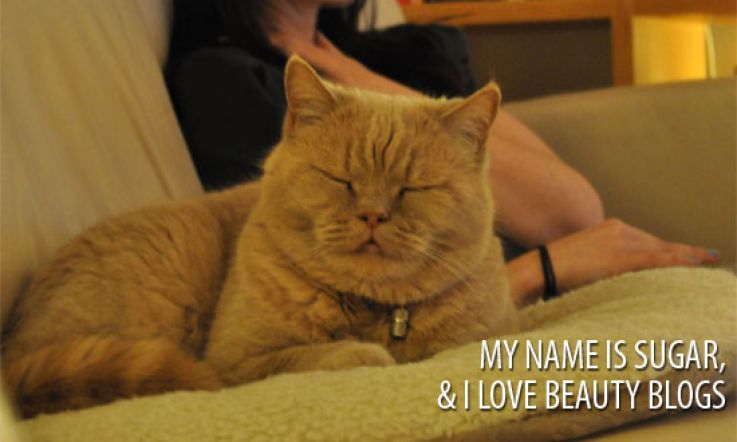 Beaut.ie Likes: Cat Lovin' Beauty Bloggers