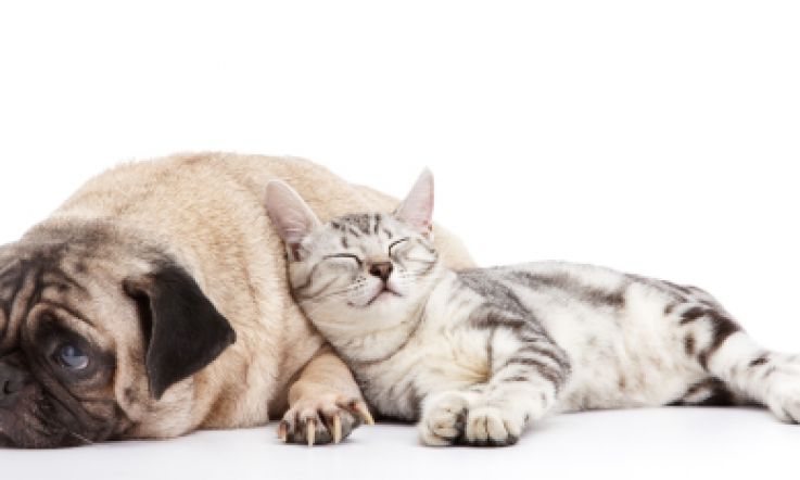 Research finds DOGS smarter than cats.  So it's not cool for cats then? PAH