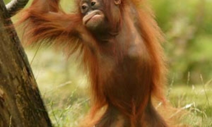 Dublin Zoo use redheads to cause a commotion about Orangutan Protection Week