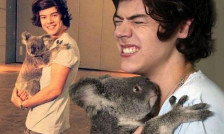 The love that dare not speak its name: One Direction Liam, Harry, Koala in chlamydia love triangle