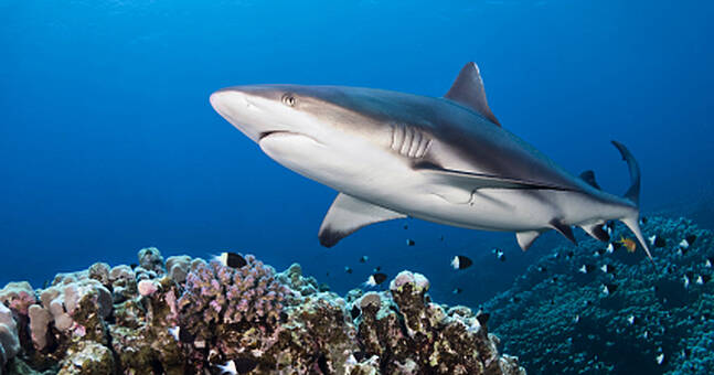 Shark Squalene in cosmetics: beauty industry puts sharks in danger of ...