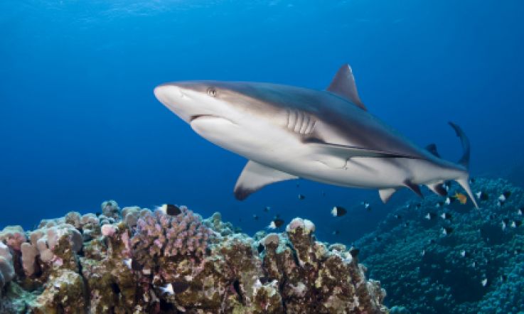 Shark Squalene in cosmetics: beauty industry puts sharks in danger of extinction