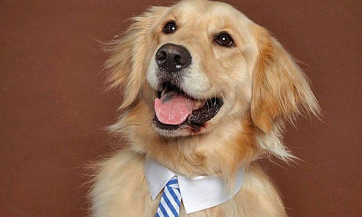 These canine colleagues are way better than humans #BringYourDogToWorkDay