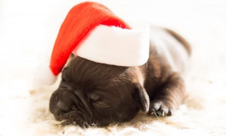 Christmas gifts ideas for the pets in your life