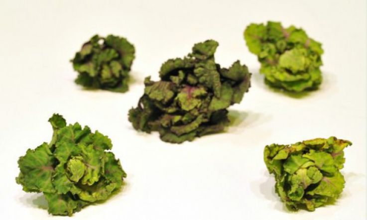 Prepare to Welcome the New Overlord of Hybrid Superfoods: BrusselKale is Here