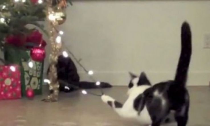 Cats at Christmas - More Cute/Evil Than Ever