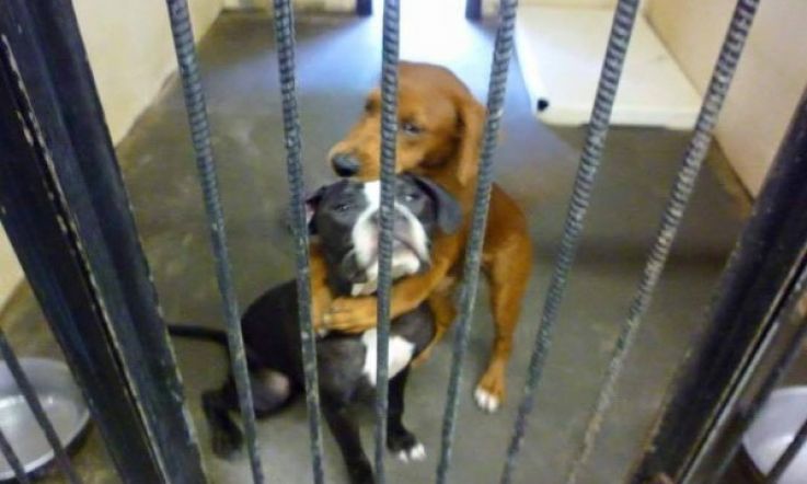 A Viral Facebook Post Saved These Hugging Dogs From Being Put Down