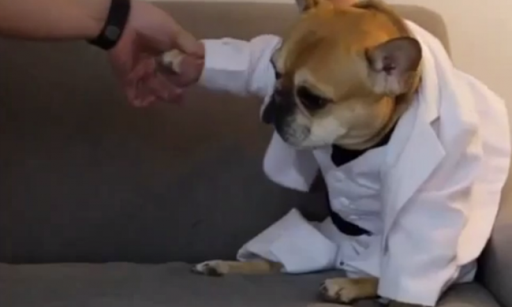 French Bulldog As Travolta in 'Saturday Night Fever' Will Make Your Day