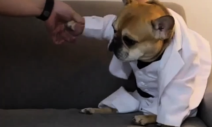 French Bulldog As Travolta in 'Saturday Night Fever' Will Make Your Day