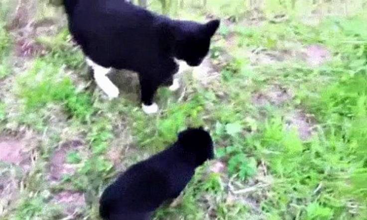 Hump Day Dose of Cute! Cat Puts his Puppy Pal in his Place