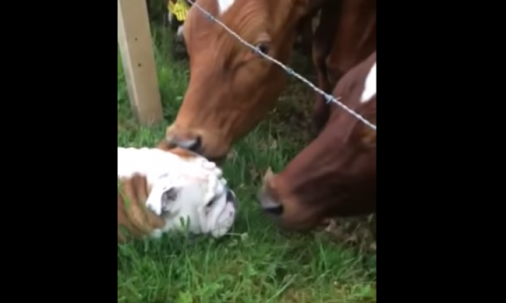 Bulldog Making Friends with Some Cows is the Cutest Thing
