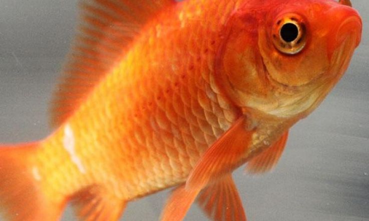 So Humans Now Have Shorter Attention Span Than A Goldfish