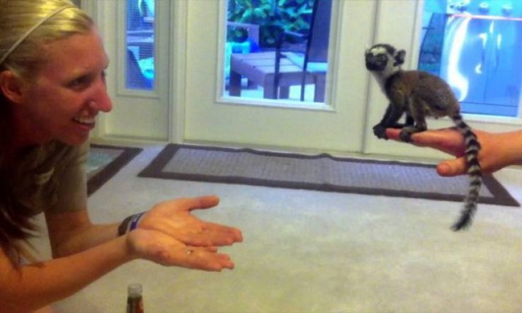 Hump Day Cute: See a Baby Lemur Learning to Jump