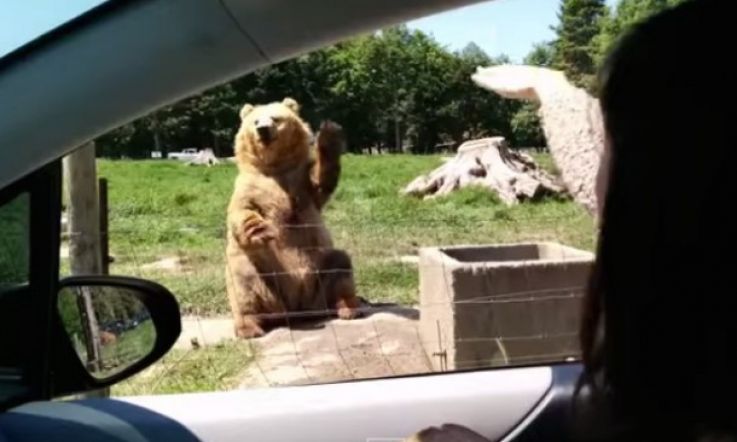 Watch: Amazing 'Waving Bear' Makes a Nifty One-Handed Catch