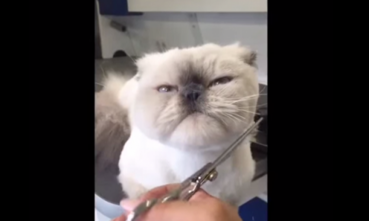 Angry Cat Will Only Let You Touch Him While You Make Him Pretty
