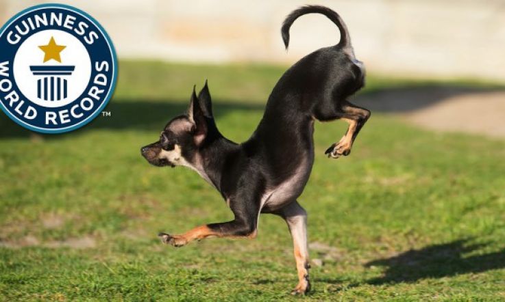 Meet Konjo, the Fastest Dog on Two Paws on the Planet