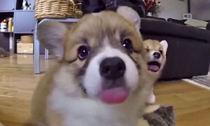 Corgi Puppies Chasing & Trying To Eat a Camera Are Just The Best