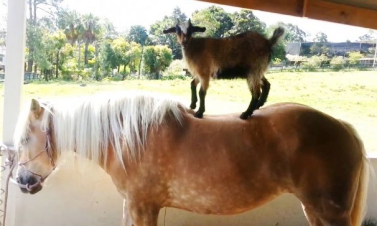 All These Goats Riding Horses Will Make You Feel Better About Today