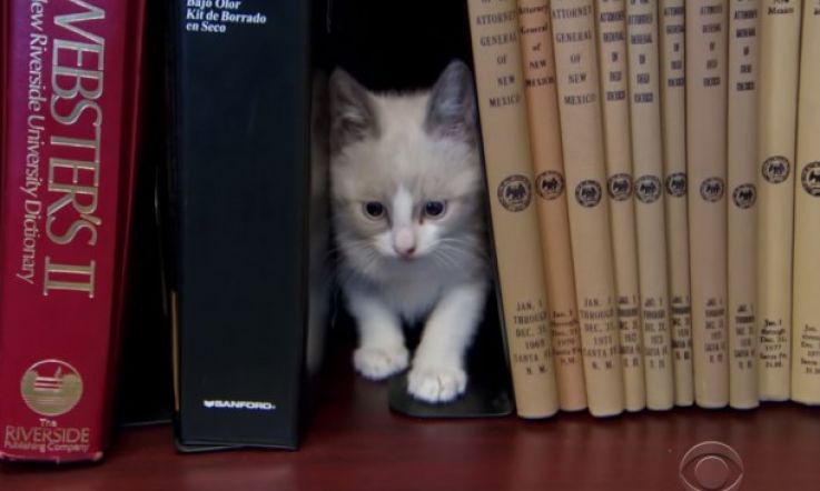 This Office Has a Kitten Library That Loans Out Kittens For Cuddles