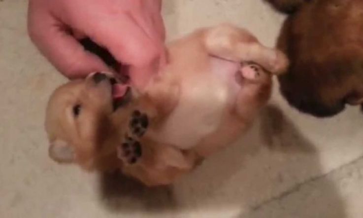 There is Nothing Cuter Than This 17-Day-Old Pomeranian Puppy
