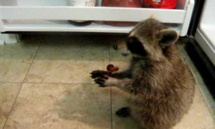 This Baby Raccoon is Determined to Steal Grapes & Nothing Will Stop It