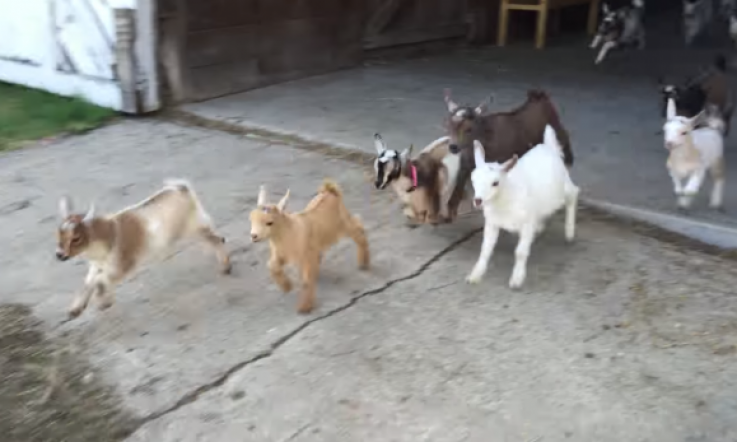 These Baby Goats Running Around a Farm is your Rainy Day Pick-Me-Up