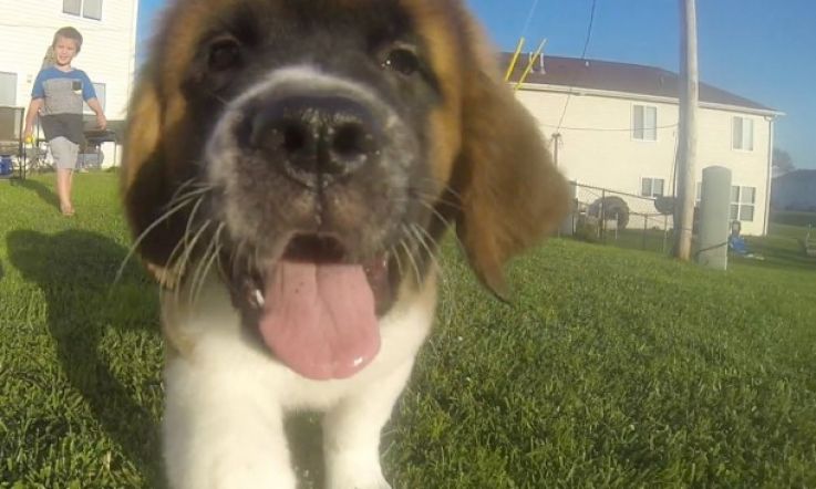 This Saint Bernard Puppy Chasing a GoPro Will Make You Weak