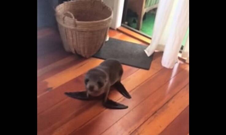 Baby Sea Lion Wanders Into A House Just To See What's Going On