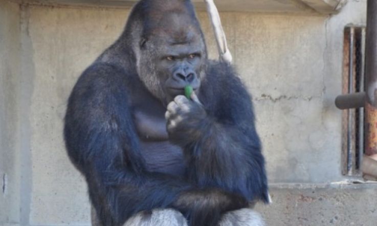 Hey Good Lookin' - Women in Japan are Falling for this Handsome...Gorilla