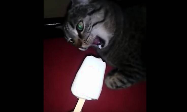 This is Why You Should Never Give Your Cat Ice Cream