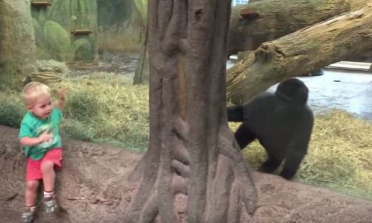 Baby Gorilla Playing Hide & Seek With Baby Human is Just Magic