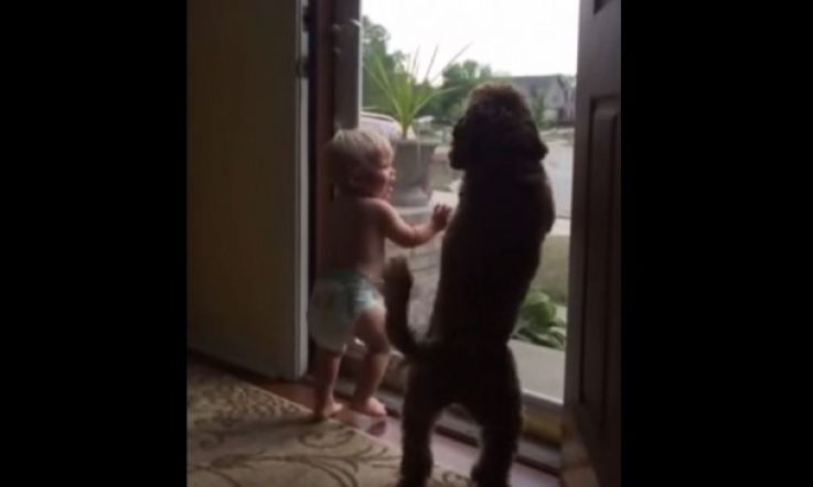 Toddler and Dog Both Have Adorable Freak Out When Dad Comes Home