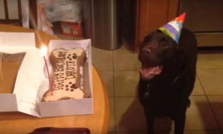 Dog Just Loves Owners Singing 'Happy Birthday' to Him