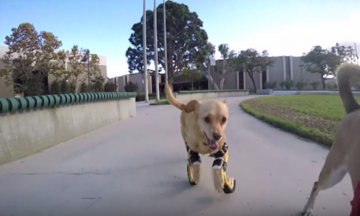 The Cutest Dog Runs for the First Time with Prosthetic Legs