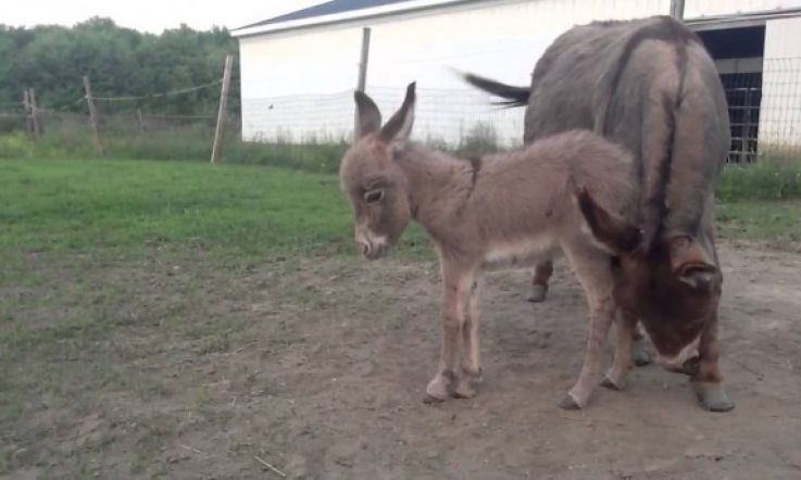 Baby Donkey Falling Asleep Standing Up Melts Cold Hearts