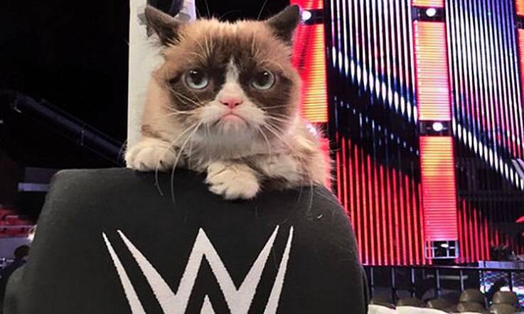 Grumpy Cat's Reaction to Her Wax Work is Suitably Grumpy