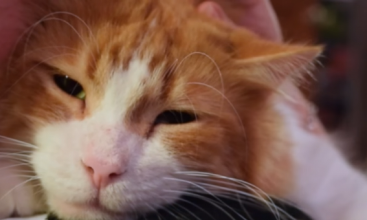 You've Never Heard a Purr Like This Cat's Purr