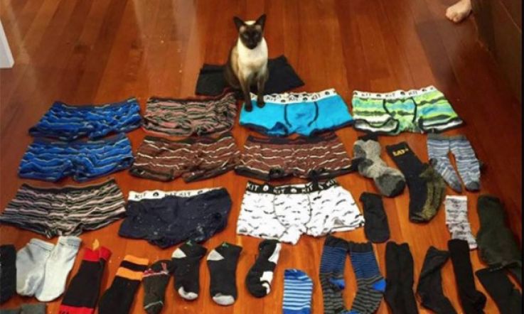 Nothing can stop this undie obsessed "cat burglar"