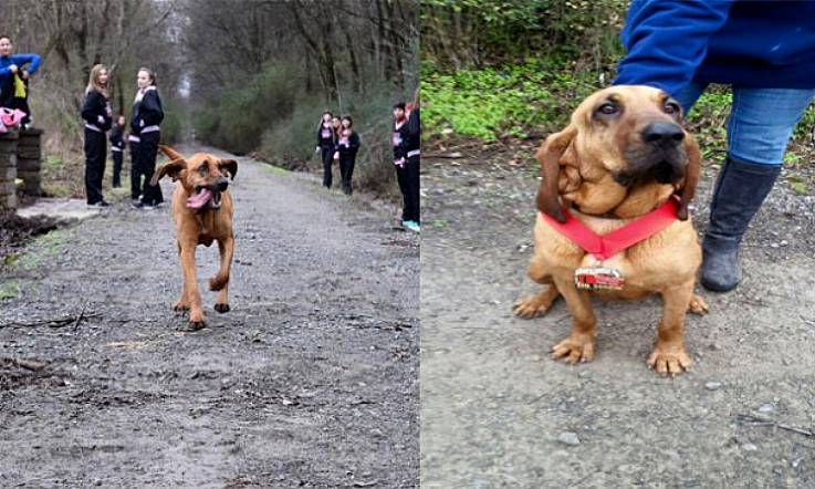 This dog accidentally ran a half marathon - and placed seventh