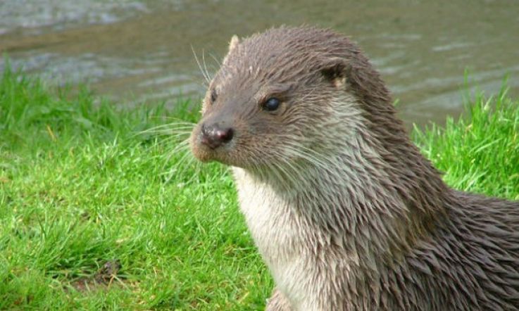 Kildare has erected Ireland's first 'Otters Crossing' signs