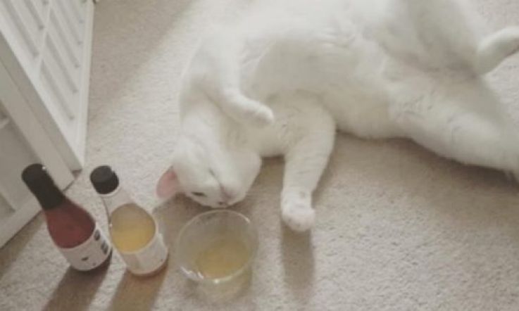 Pinot Meow: You can now share a glass of wine with your cat