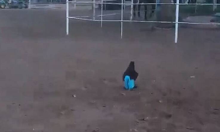 Watch: This video of a chicken wearing pants will make you laugh