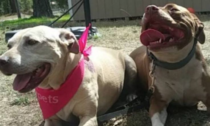 Pics: Woman shares her final day with her dog and it's actually devastating