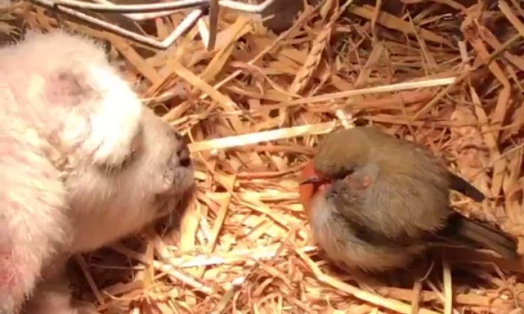 This video of a lamb and robin sharing a heat lamp during Storm Emma is heart melting