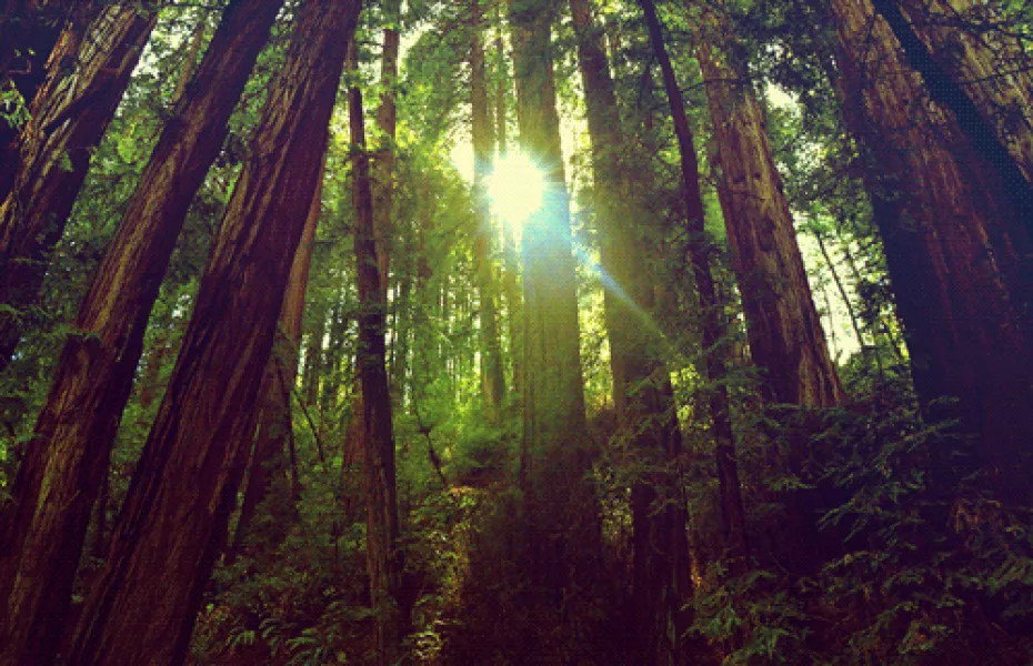 California Redwoods GIF by Caitlin Burns - Find & Share on GIPHY