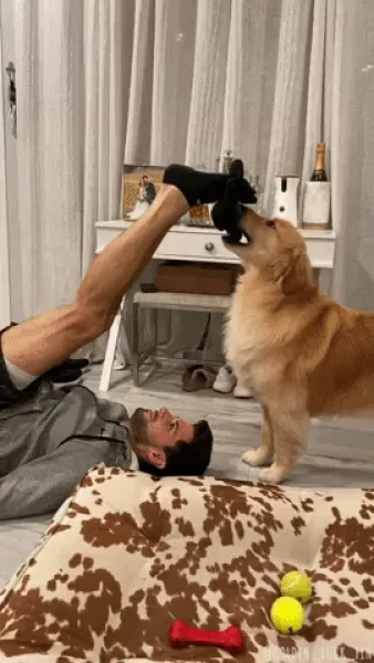 Get Fit Golden Retriever GIF - Find & Share on GIPHY