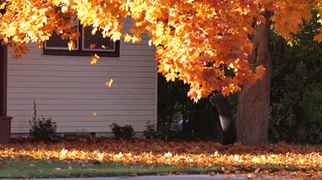Autumn Leaves GIF by Cheezburger - Find & Share on GIPHY