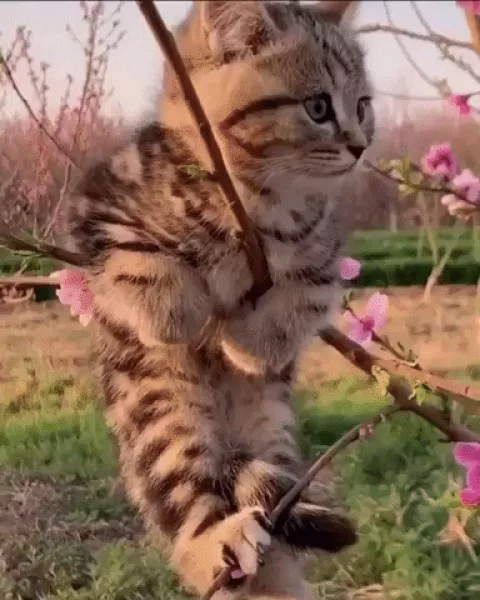 Kitten Cat Tree GIF by JustViral - Find & Share on GIPHY